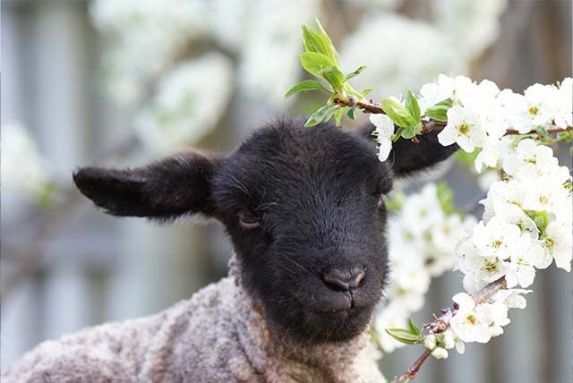 sheep-mbsully sheep-mbsully